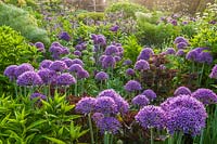 Allium 'Purple Sensation' at Great Dixter