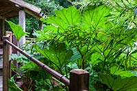 Gunnera manicata and bamboo with railings
