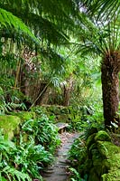 Shady pathway with Dicksonia antarctica - Tree ferns and Pseudosasa japonica, Bamboo 