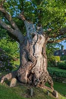 Ancient Quercus robur - Oak tree at Town Place in Sussex