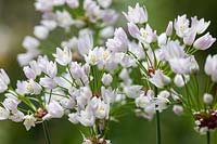 Allium roseum - Rosy-flowered garlic