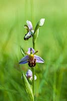 Ophrys apifera - bee orchid