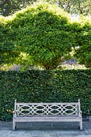 Ornate wooden bench in front of Fagus sylvatica - Beech hedge, Essex