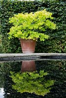 Cercis canadensis - Hearts of Gold, Redbud in container, Essex