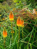 Kniphophia with Crocosmia - Redhot pokers