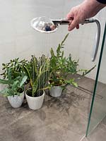Person watering selection of houseplants in tiled shower. 