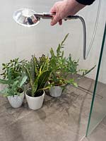 Person watering selection of houseplants in tiled shower.