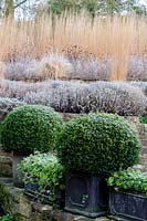 Grasses and lavenders, Nepeta, Calamagrostis with clipped box in containers, Gloucestershire