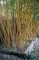 Phyllostachys vivax f. aureocaulis - golden Chinese timber bamboo