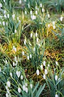 Galanthus - Snowdrops in lawn. 