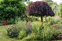 View of a herbaceous perennial border with central copper Fagus - Beech.
