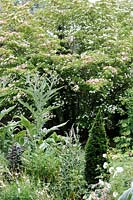 View of flowering Cornus and other trees and shrubs. 