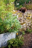 Cat on a wall planted with sedums and herbs. 