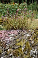 Moss covered dry stone wall, planted with oregano and sedums. 