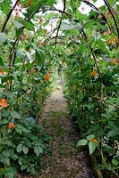 Hazel tunnel covered with runner beans in the potager. 
