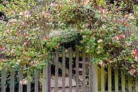 A flowering Honeysuckle arches over gate. 