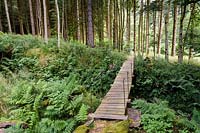 Bridge crosses gully leading to the river walk through tall forest trees. 