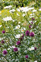 Allium sphaerocephalon with Leucanthemum x superbum - Shasta daisy