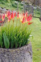 Tulipa acuminata - Tulips 