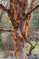 Betula albosinensis 'Bowling Green' - Chinese red birch 
