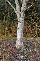 Betula Papyrifera 'St George' - paper birch and Salix Alba ' Britzensis' - willow
