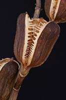 Cardiocrinum giganteum - giant Himalayan lily -  dried seed pod
