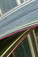 Phormium cookianum 'Tricolor' - New Zealand Flax