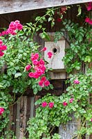 Bird box on a wooden wall next to flowering climbing rose. 