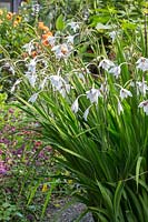 Gladiolus murielae - Abyssinian gladiolus