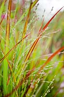 Panicum virgatum 'Shenandoah' - switch grass