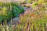 Flowering borders at Lianne's Siergrassen Prairie garden, De Wilp, Netherlands. Design by Lianne Pot.