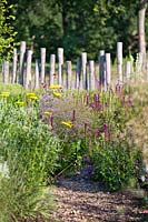 Close up of flowering border at Lianne's Siergrassen Prairie garden, De Wilp, Netherlands. Design by Lianne Pot.