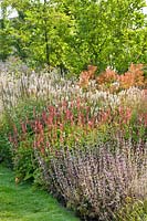 Persicaria, Veronicastrum and Salvia in mixed border, Netherlands