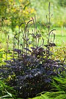 Actaea racemosa 'Brunette' - black snakeroot
