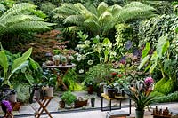 View of foliage plant collection on garden patio.
