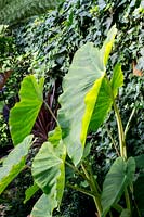 Colocasia esculenta - taro