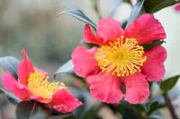 Camellia x vernalis 'Yuletide' - camellias