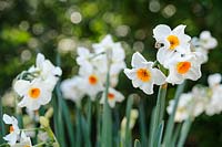 Narcissus 'Cragford' - daffodil