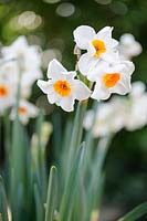 Narcissus 'Cragford'