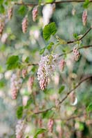 Ribes sanguineum - flowering currant