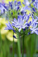 Agapanthus 'Dokter brouwer' - African lily 