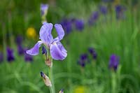 Iris pallida - Dalmatian iris
