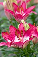 Lilium 'Perfect joy' - Dwarf Asiatic Lily