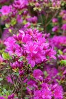 Rhododendron 'Hanako'