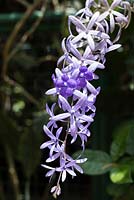 Petrea volubilis - purple wreath