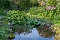 Pond with lilies and stone borders in NGS garden in St Albans, Hertfordshire, UK.