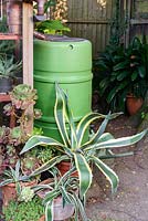 View of green plastic water butt for collecting rainwater, surrounded by potted cacti and succulents. 