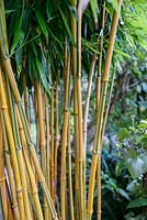 Phyllostachys aureosulcata f. spectabilis - showy yellow groove bamboo