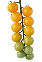 Solanum lycopersicum 'Goldkrone' Cherry tomato Syn. Lycopersicon esculentum  August