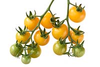 Solanum lycopersicum 'Goldkrone' Cherry tomato Syn. Lycopersicon esculentum  